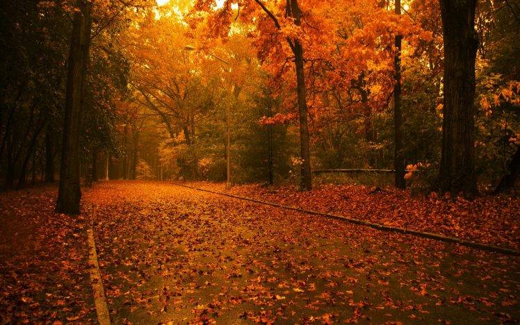 road, Leaves, Trees HD Wallpaper Desktop Background