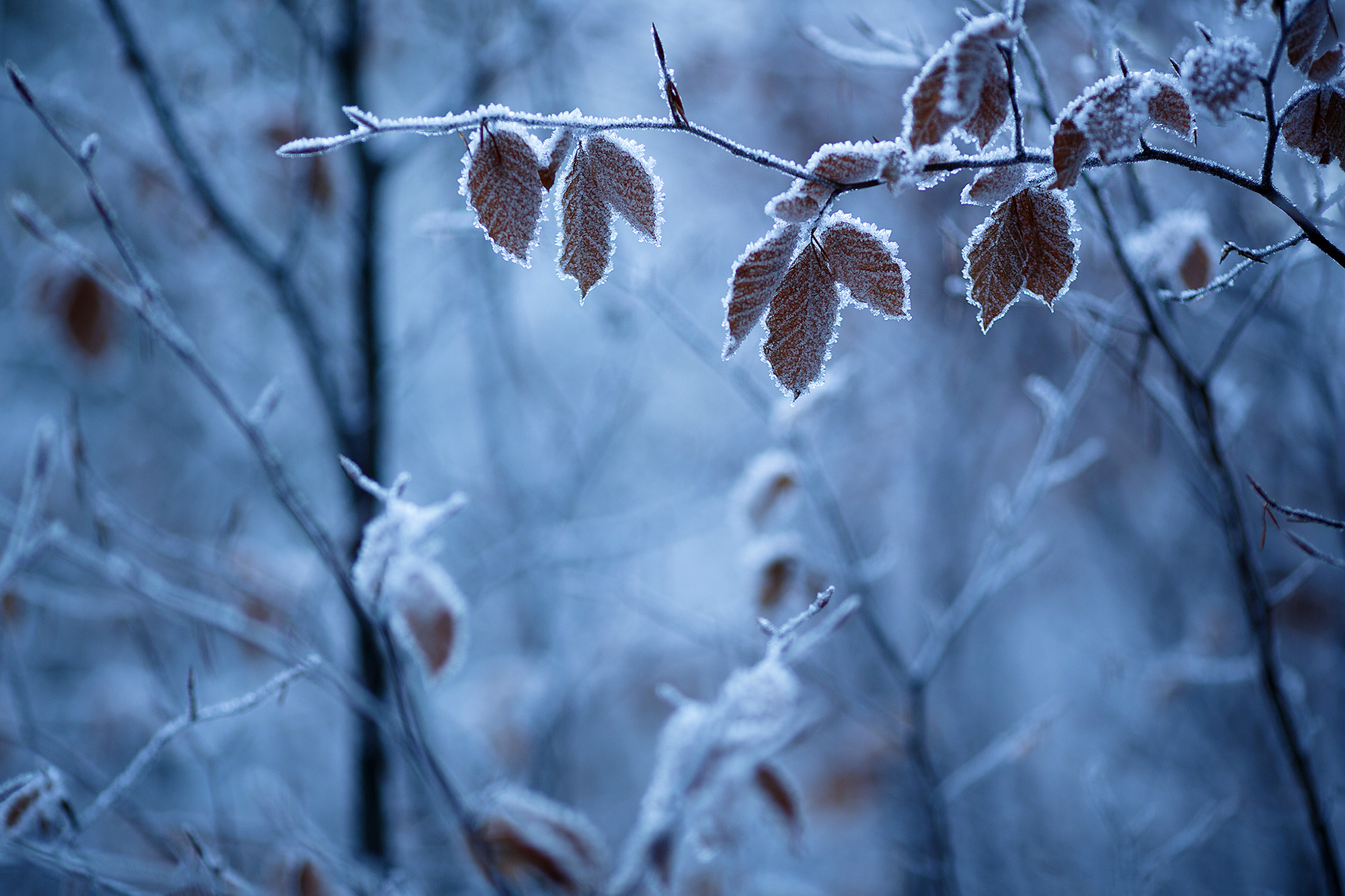 winter, Leaves, Ice, Depth Of Field, Frost, Twigs Wallpaper