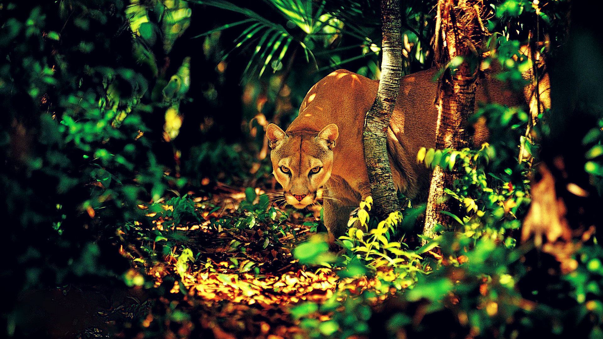 pumas, Jungles Wallpaper