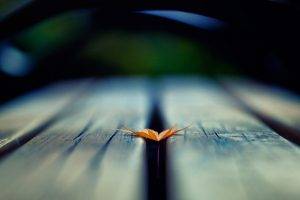 depth Of Field, Wooden Surface, Leaves