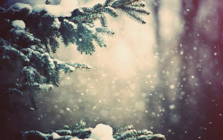 winter, Snow, Trees, Depth Of Field HD Wallpaper Desktop Background