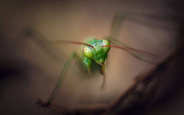 Praying Mantis HD Wallpaper Desktop Background