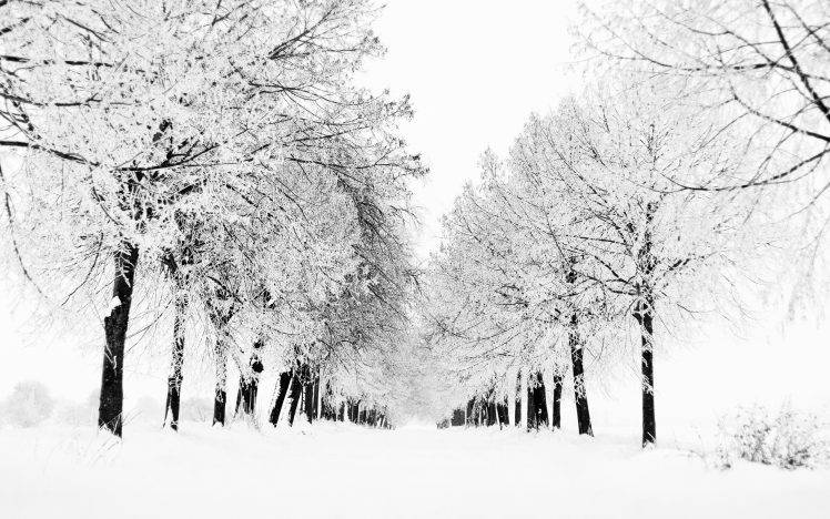 snow, Trees HD Wallpaper Desktop Background