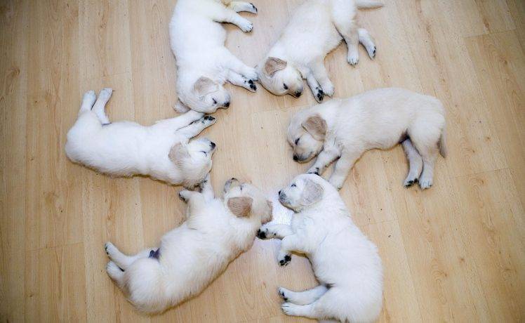 dog, Wood, Circle, Sleeping, Puppies HD Wallpaper Desktop Background