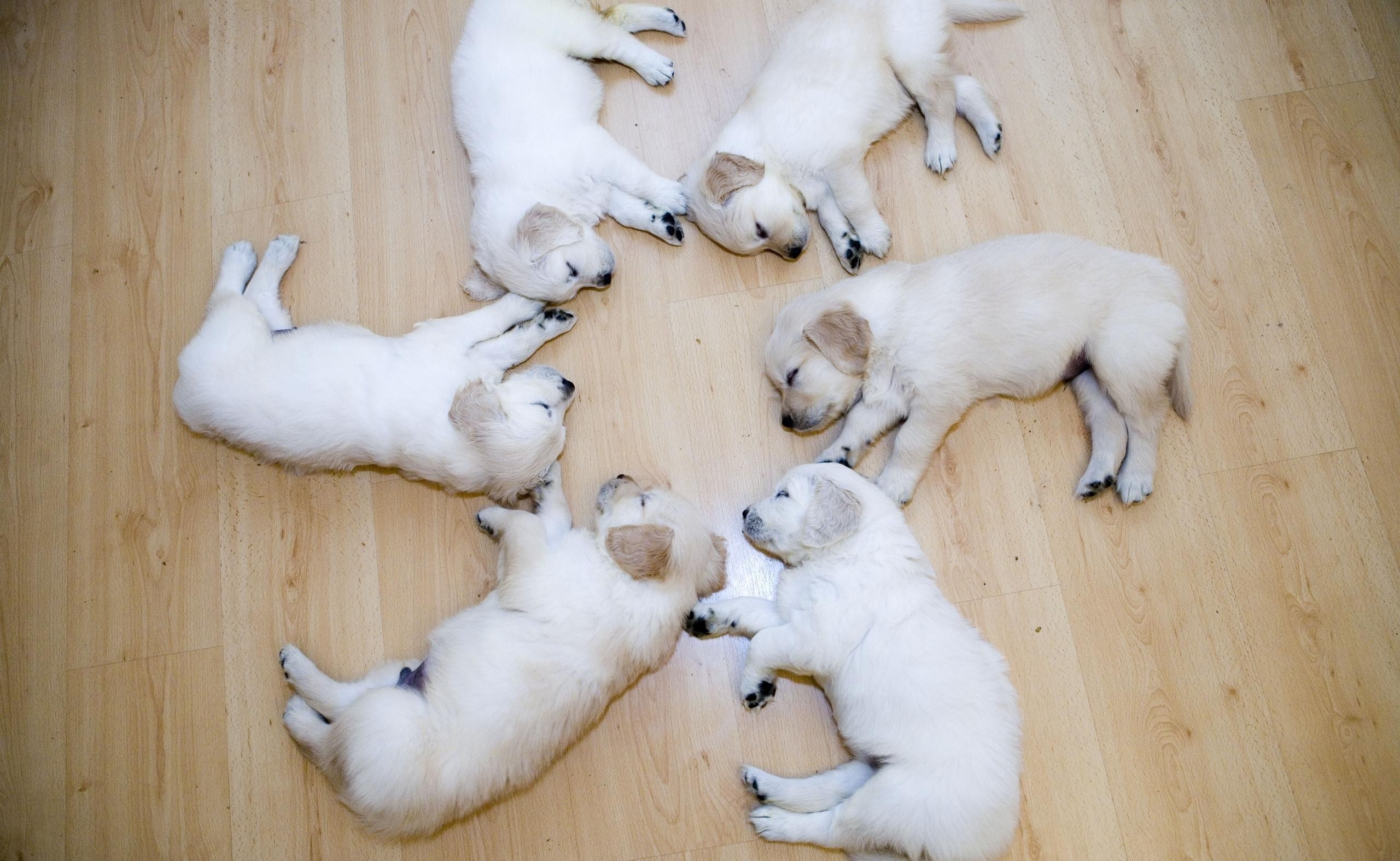 dog, Wood, Circle, Sleeping, Puppies Wallpaper