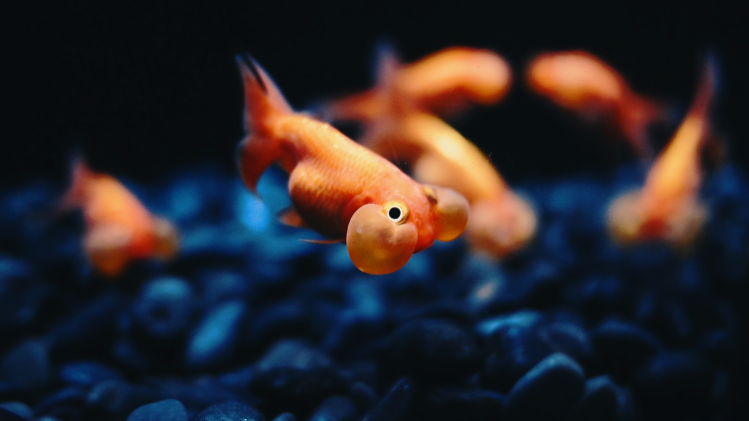 Smooth Red Fish Wallpaper