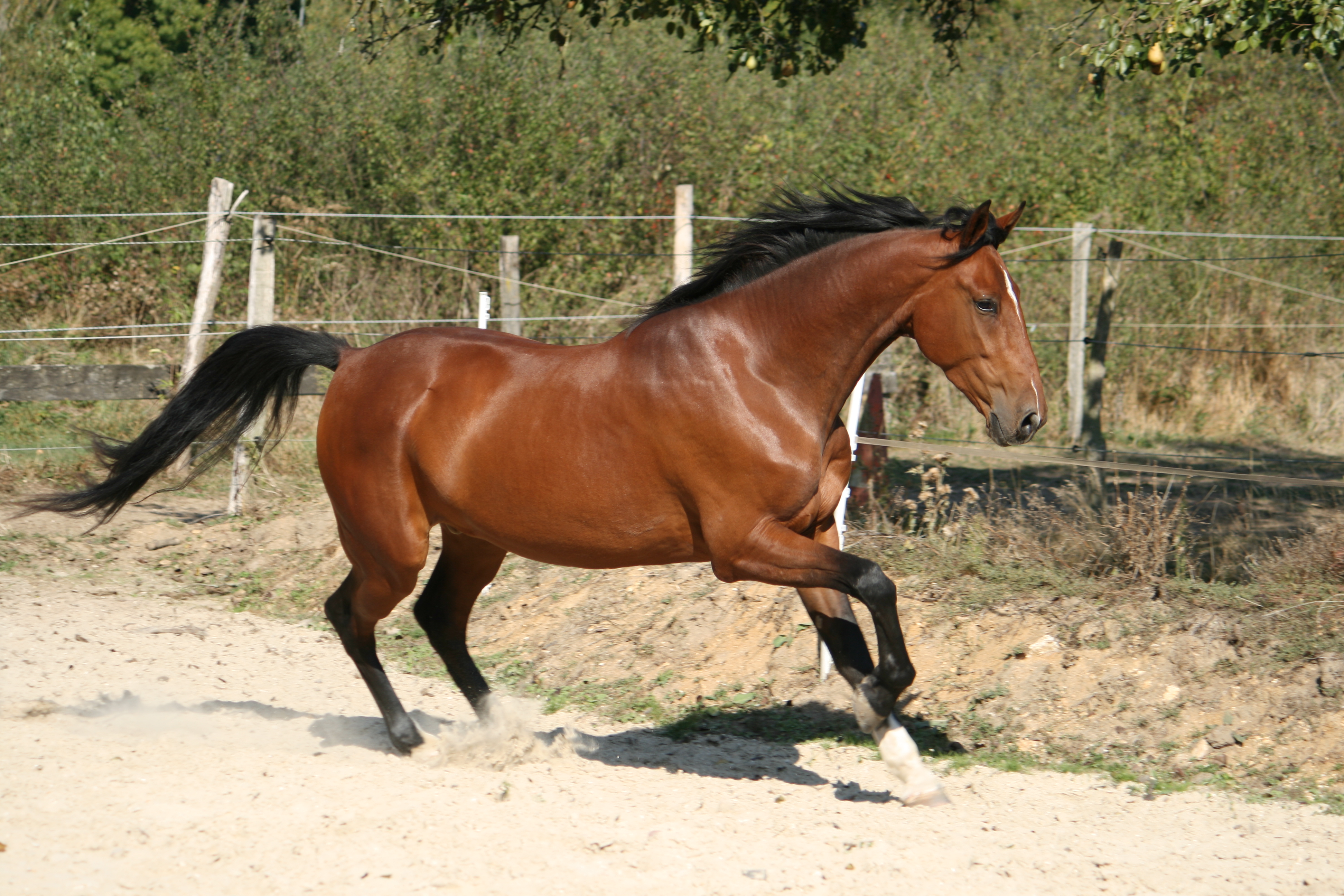horse Wallpaper