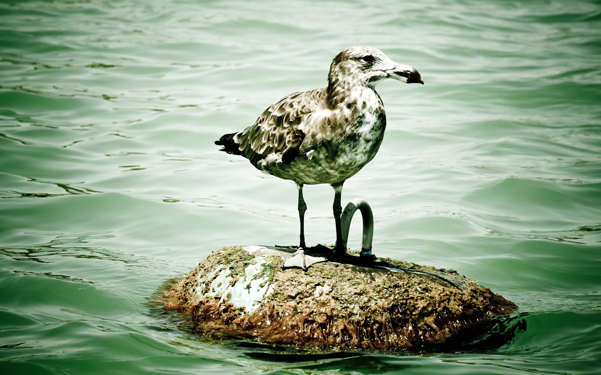 seagulls Wallpaper