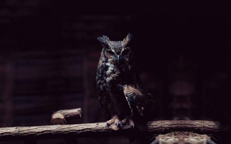 owl HD Wallpaper Desktop Background