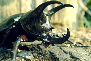 stag Beetle