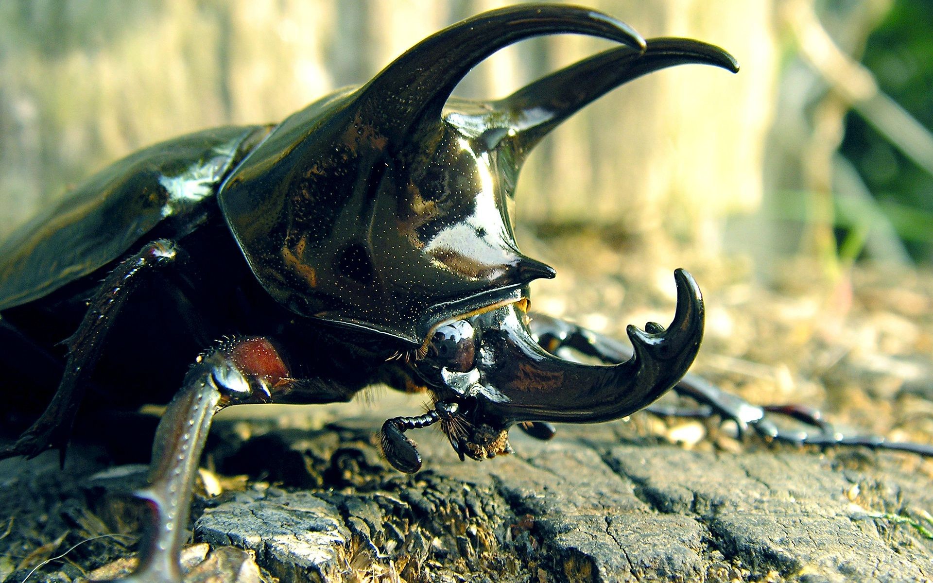 stag Beetle Wallpaper