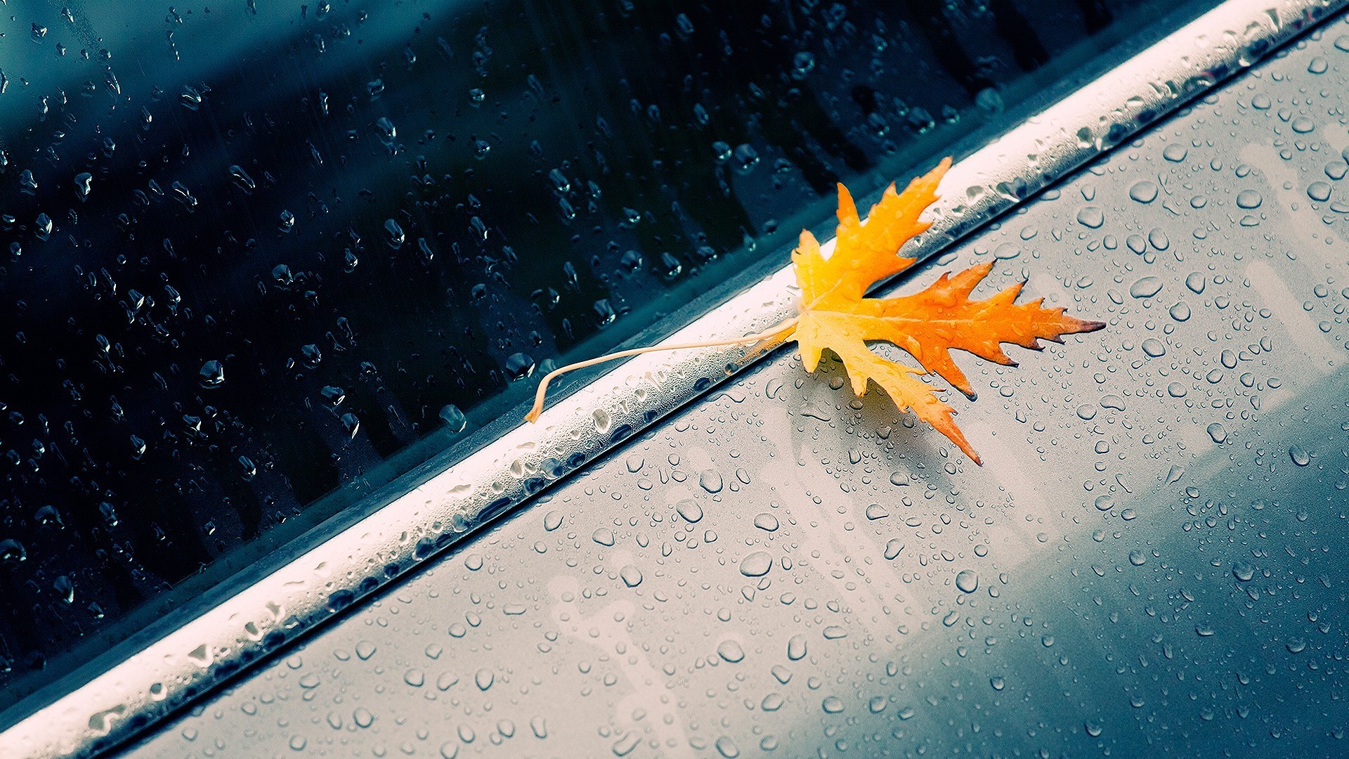 leaves, Water On Glass, Rain, Water Drops, Maple Leaves Wallpaper