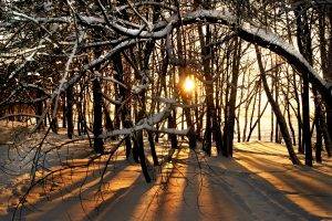 snow, Sunlight, Trees