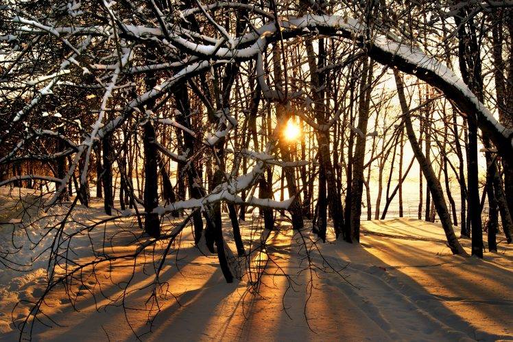 snow, Sunlight, Trees HD Wallpaper Desktop Background