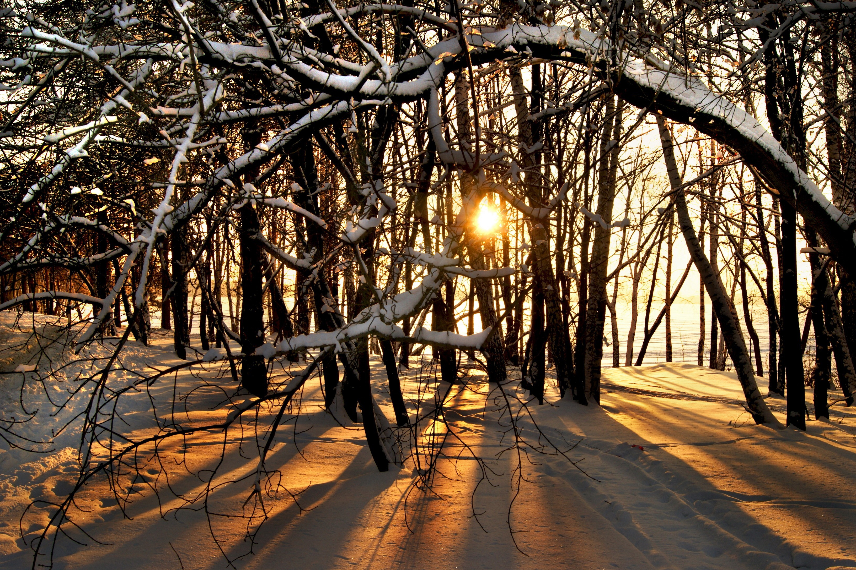 snow, Sunlight, Trees Wallpaper
