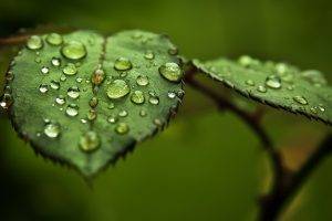 leaves, Water Drops