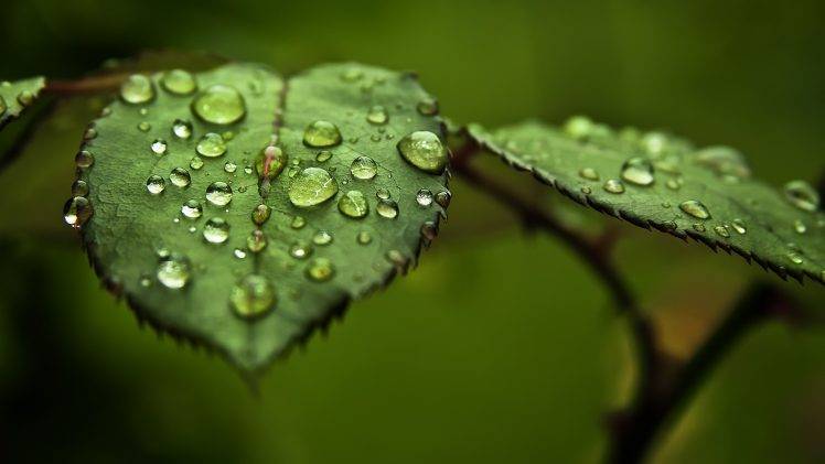 leaves, Water Drops HD Wallpaper Desktop Background