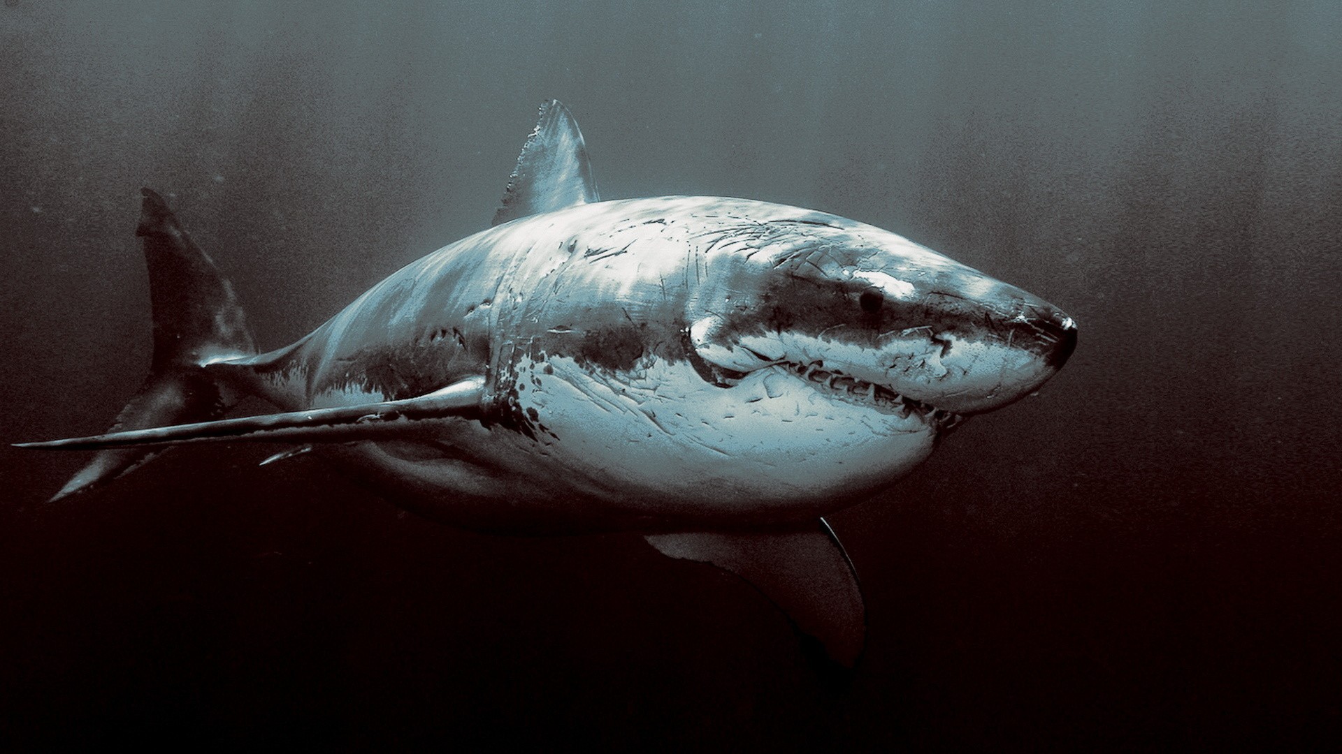 shark Wallpaper