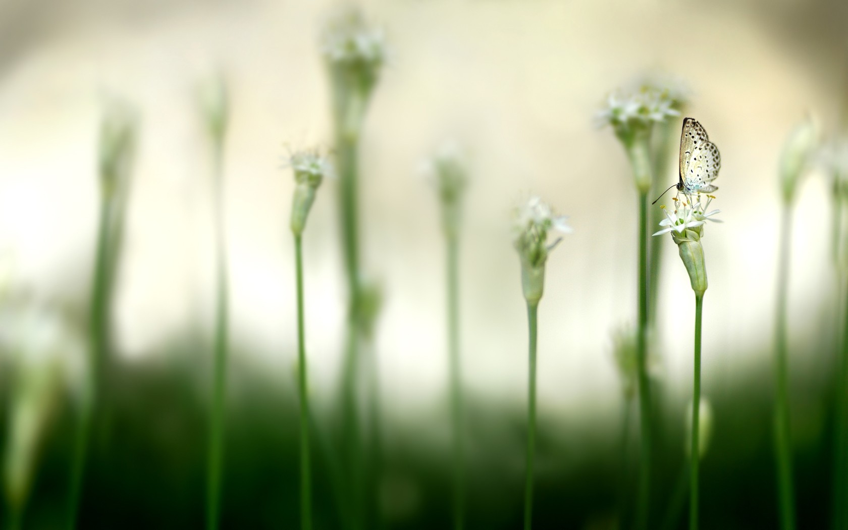 butterfly Wallpaper