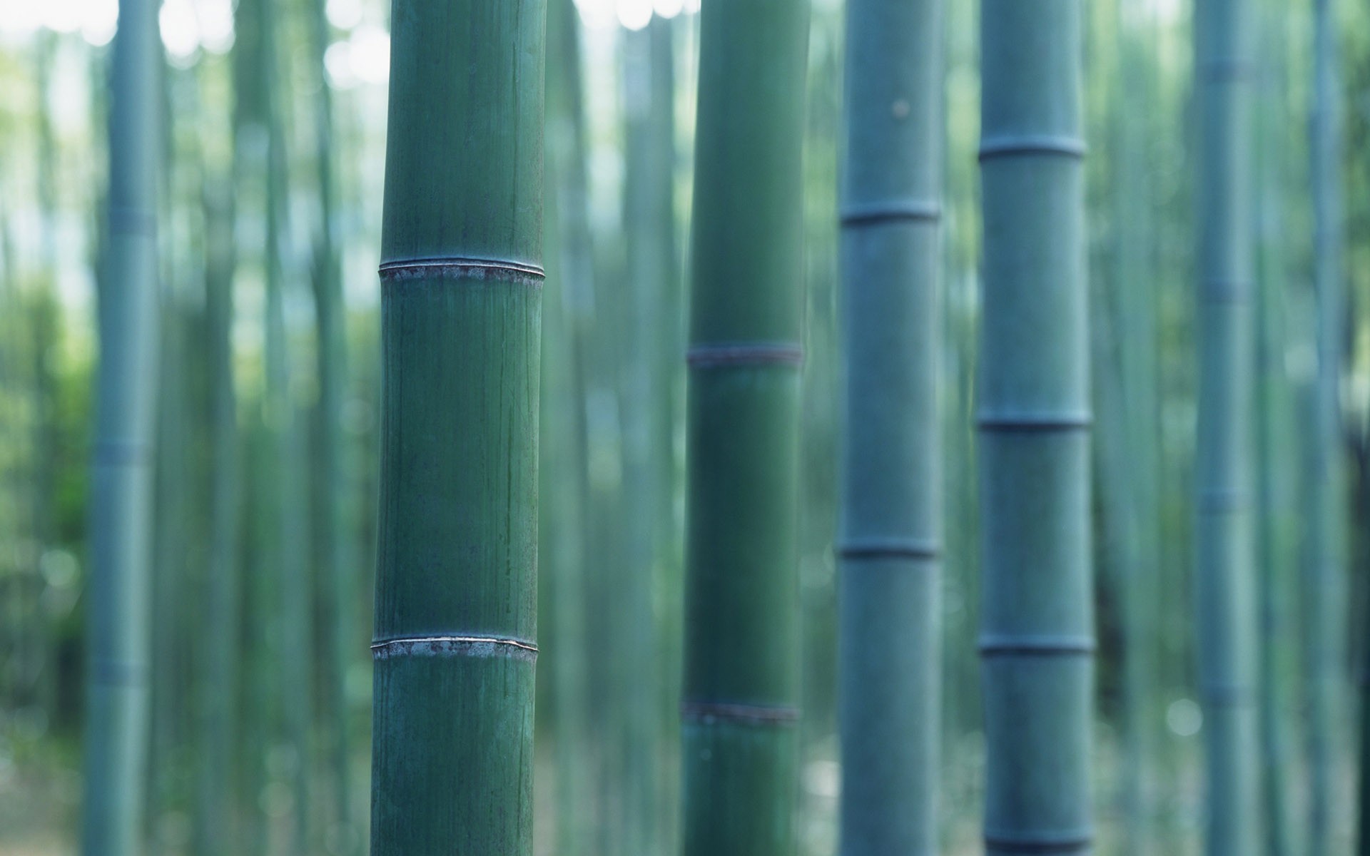 bamboo Wallpaper