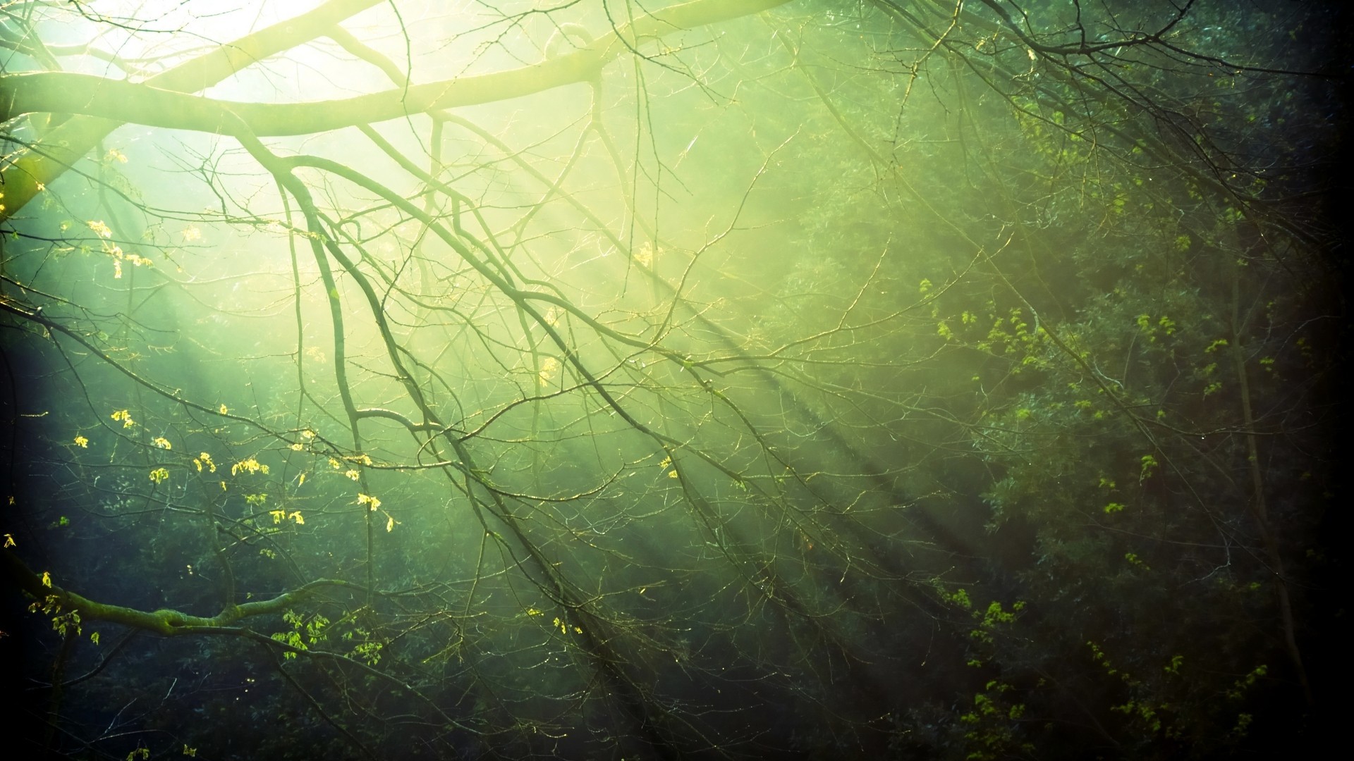 sunlight, Trees Wallpaper