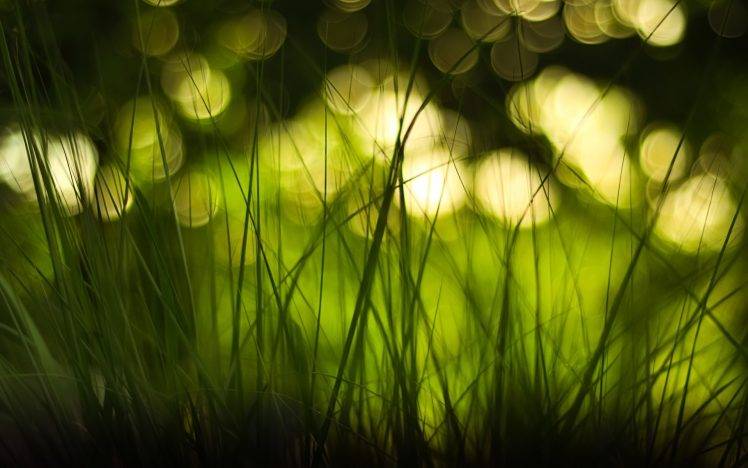 green, Grass, Macro, Depth Of Field, Bokeh HD Wallpaper Desktop Background