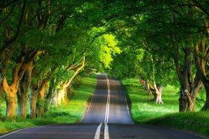 road, Trees, Green