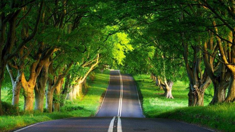 road, Trees, Green HD Wallpaper Desktop Background