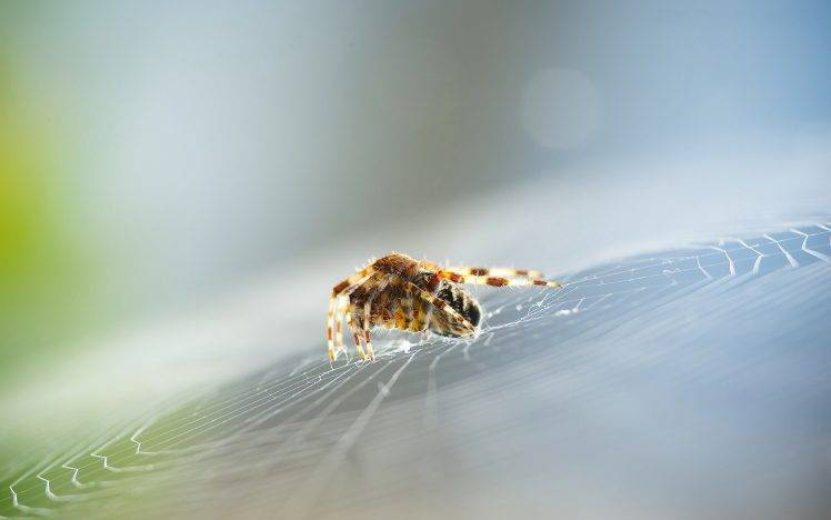 spiderwebs, Spider HD Wallpaper Desktop Background