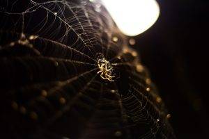 spiderwebs, Spider, Depth Of Field