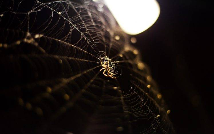 spiderwebs, Spider, Depth Of Field HD Wallpaper Desktop Background