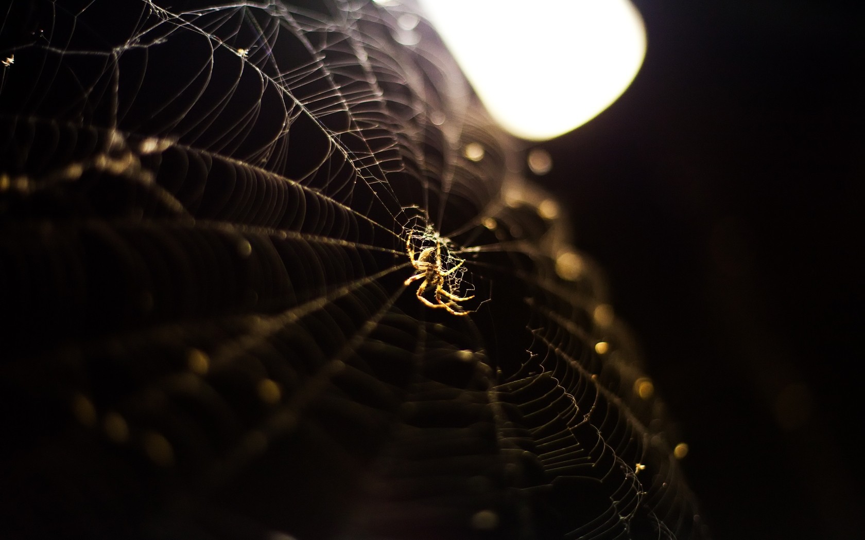spiderwebs, Spider, Depth Of Field Wallpaper