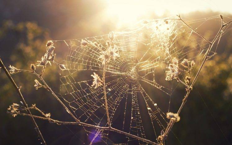 spiderwebs, Depth Of Field HD Wallpaper Desktop Background
