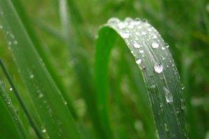 grass, Water Drops, Leaves