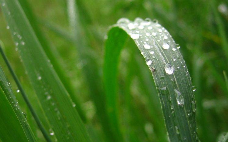 grass, Water Drops, Leaves HD Wallpaper Desktop Background