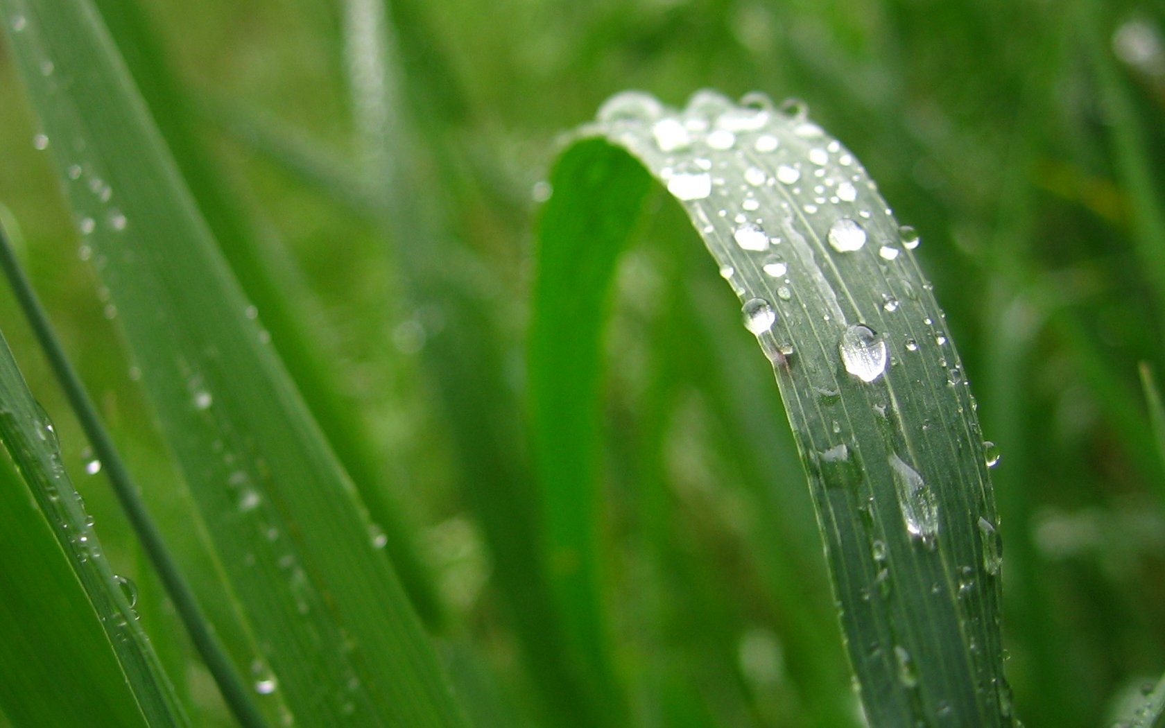 grass, Water Drops, Leaves Wallpaper