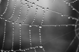 spiderwebs, Water Drops