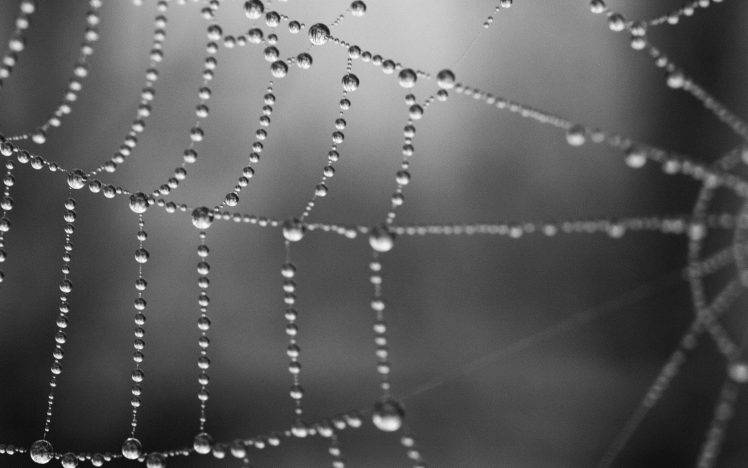spiderwebs, Water Drops HD Wallpaper Desktop Background