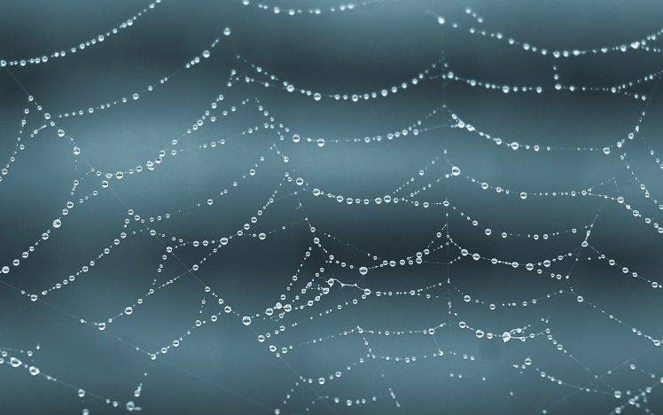 spiderwebs, Water Drops HD Wallpaper Desktop Background