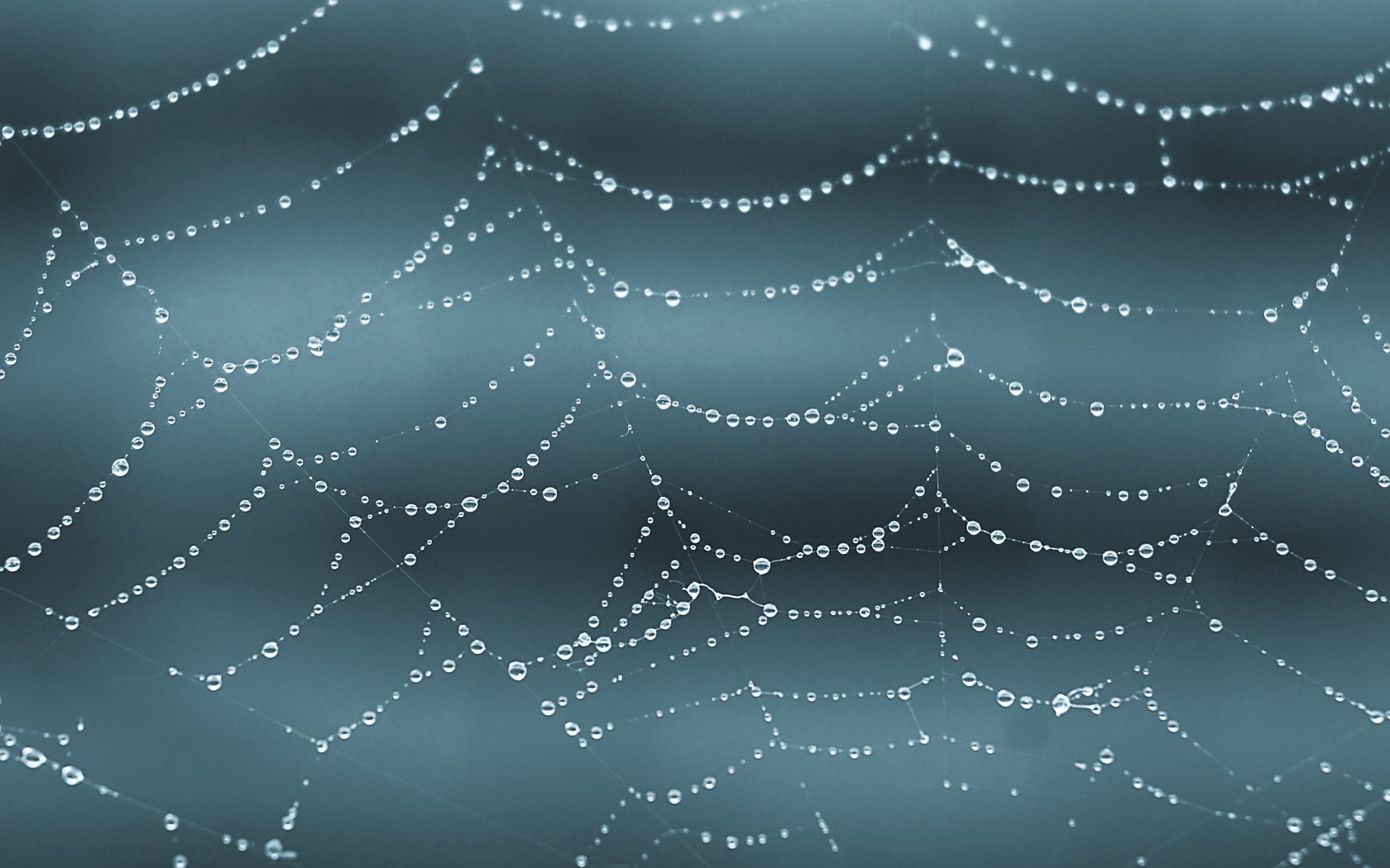 spiderwebs, Water Drops Wallpaper