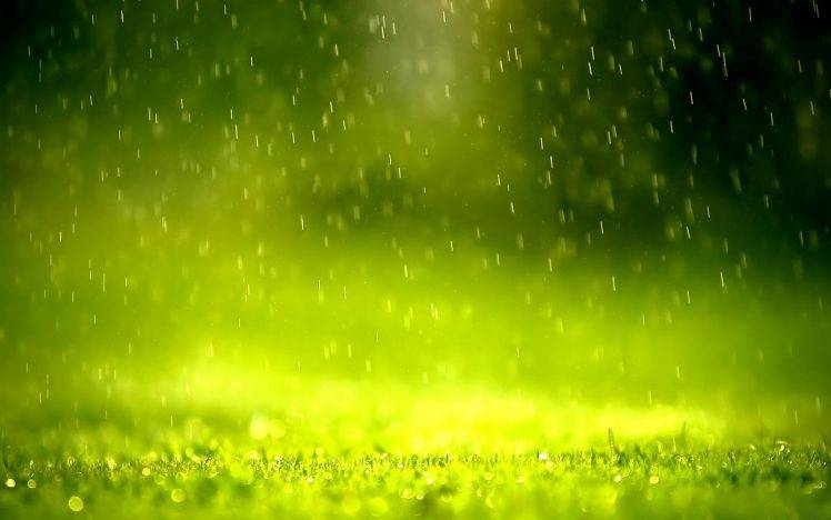 rain, Green, Grass HD Wallpaper Desktop Background