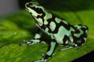 frog, Amphibian, Poison Dart Frogs