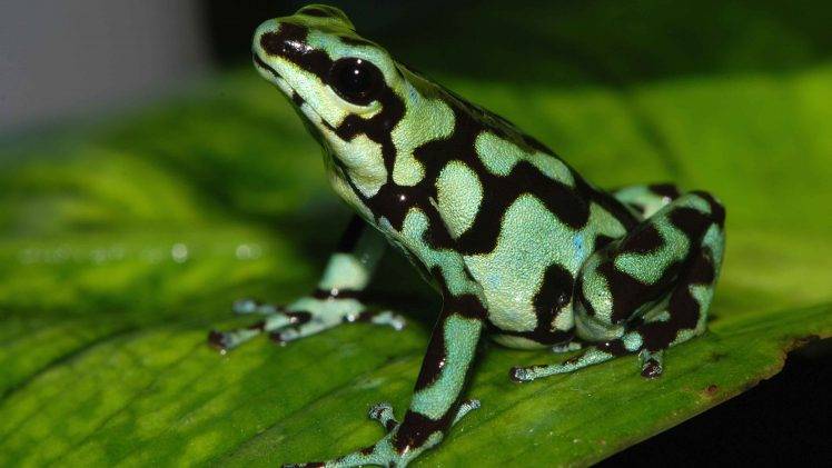 frog, Amphibian, Poison Dart Frogs HD Wallpaper Desktop Background