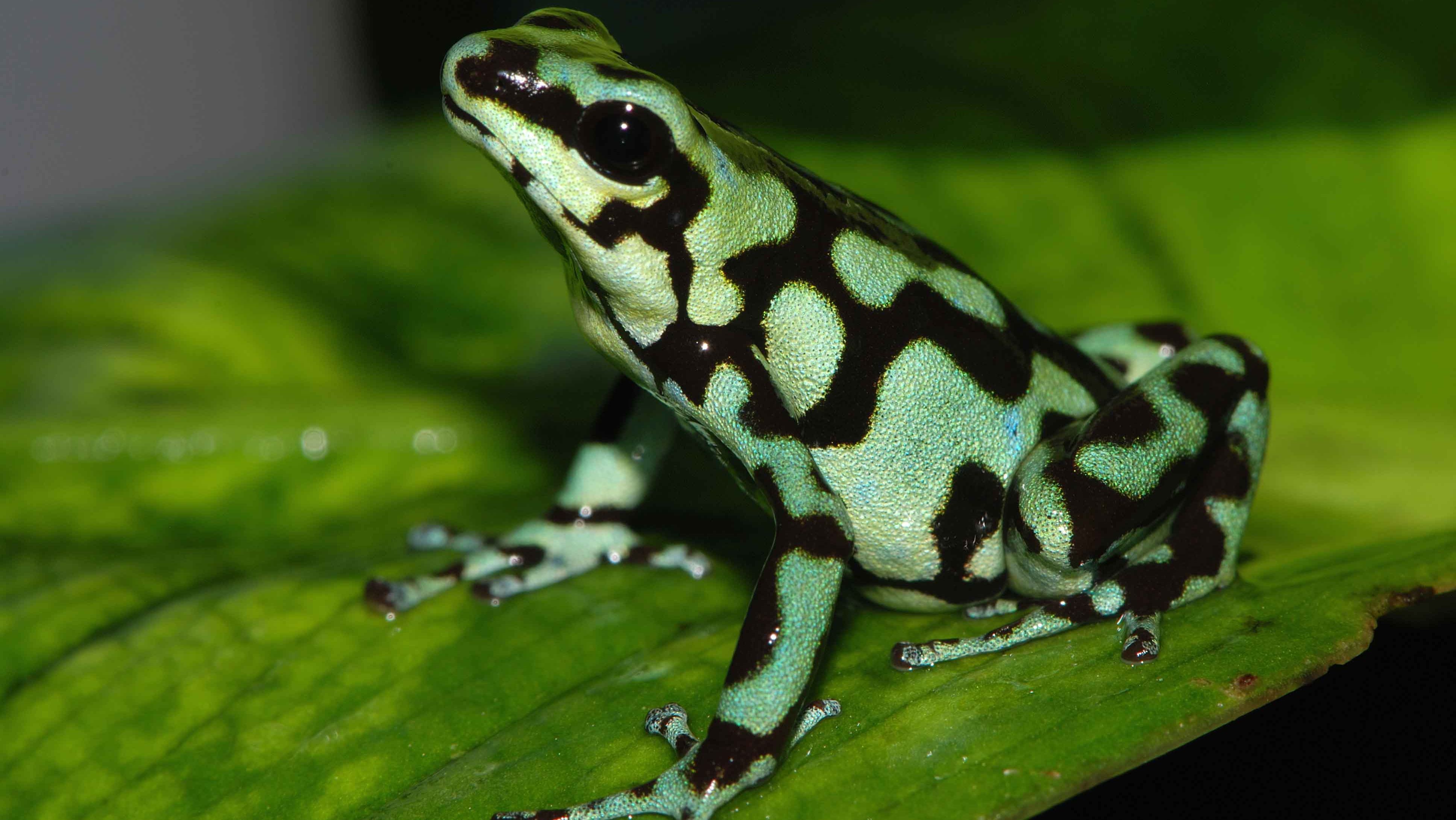 frog, Amphibian, Poison Dart Frogs Wallpaper