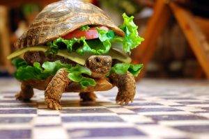 turtle, Burgers