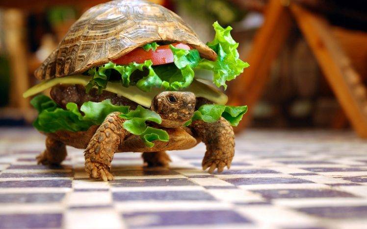 turtle, Burgers HD Wallpaper Desktop Background