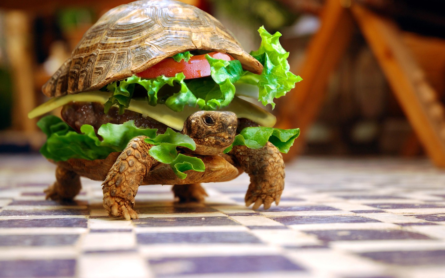 turtle, Burgers Wallpaper