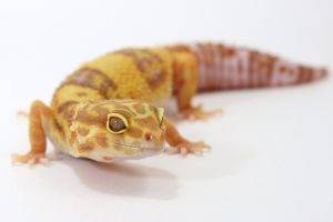 gecko, Leopard Geckos, Reptile, White Background