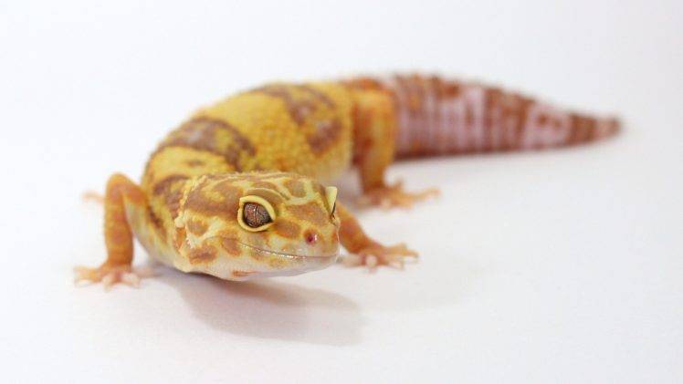 gecko, Leopard Geckos, Reptile, White Background HD Wallpaper Desktop Background