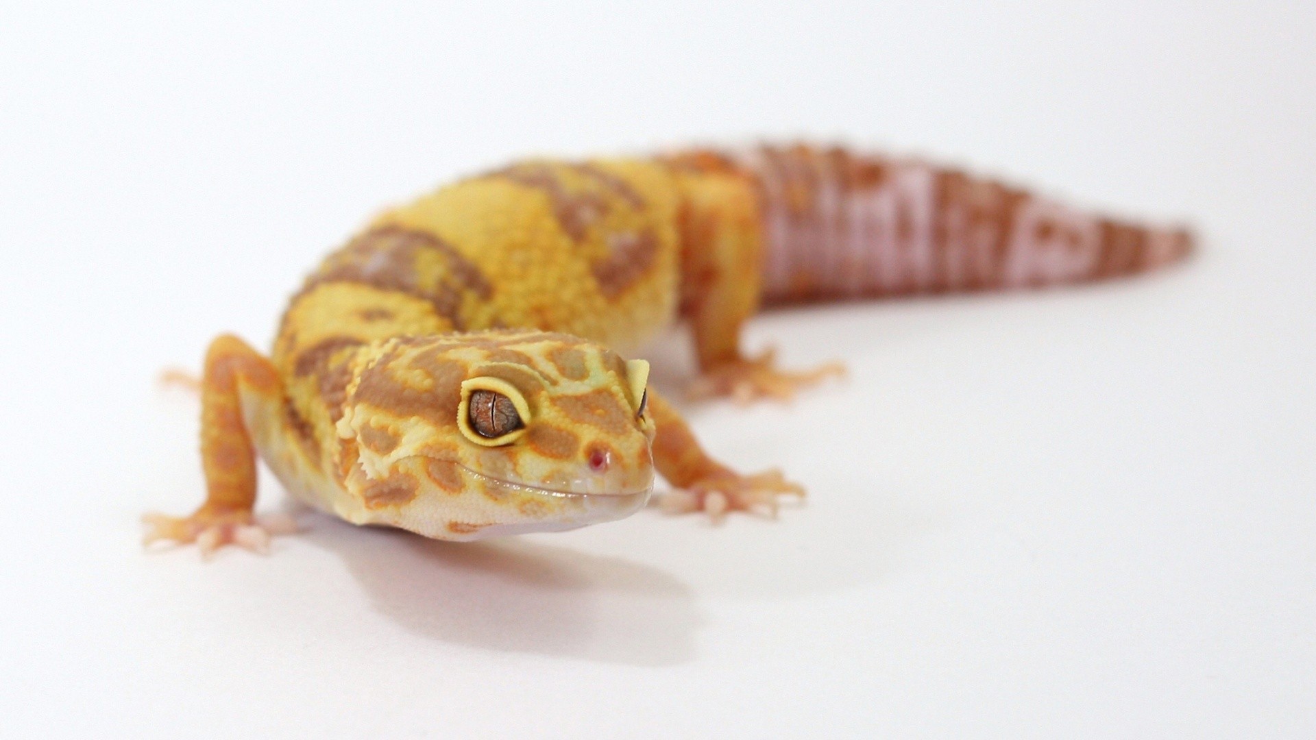 gecko, Leopard Geckos, Reptile, White Background Wallpaper